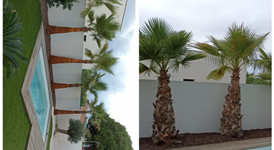 Sur cette photo nous procédons a l'abattage d'un palmier mort Agde 34300