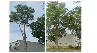 Sur cette photo nous procédons a l'abattage d'un palmier mort Agde 34300