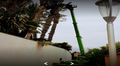 Elagage d'un grand pin