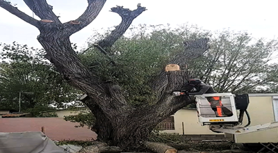Un Artisan Qualifié pour abattre vos arbres