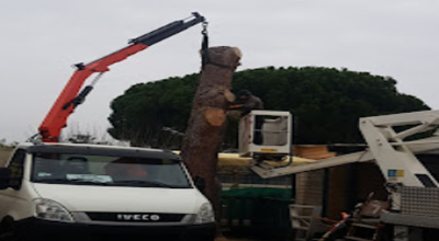 Abattage palmier mort  avec déssouchage 