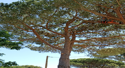 Elagage d'un grand pin