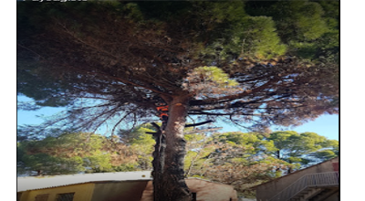 Abattage palmier mort