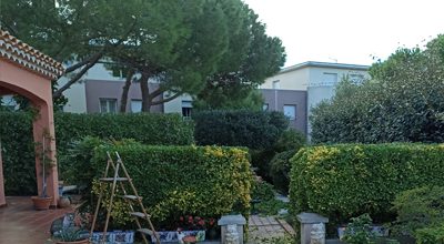 Un Artisan Qualifié pour tailler vos haie 